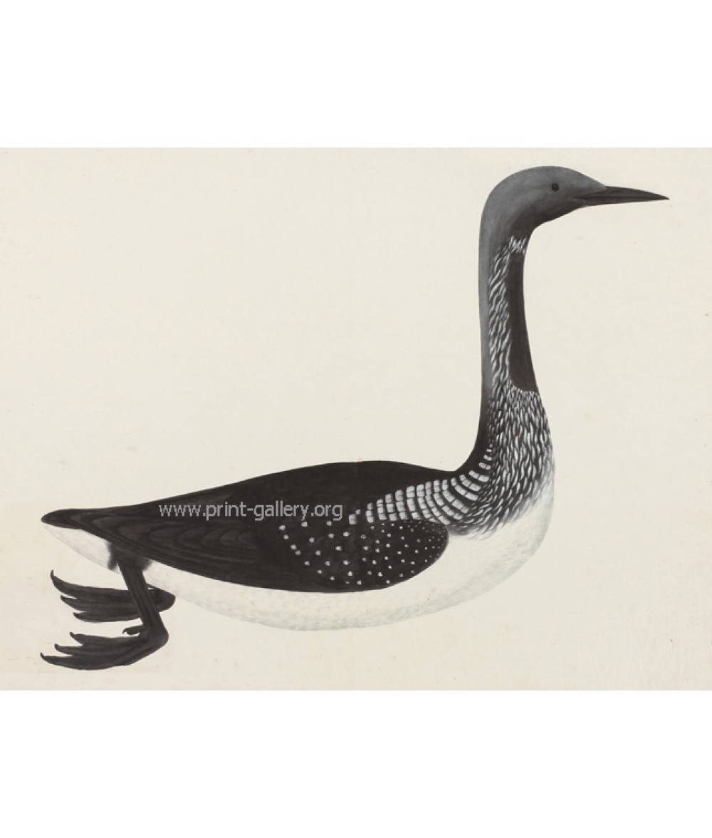 Duck Bird Print, Olof Rudbeck Vintage Illustration, black bird